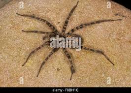 Image result for Vangueria ferruginea