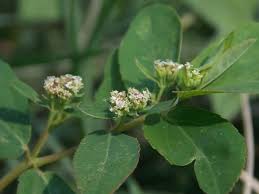 Image result for Euphorbia hypericifolia