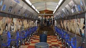 Mammary Stem Cells Challenge Costly Bovine Disease The Cattle Site