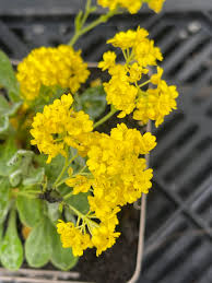 Image result for Aurinia