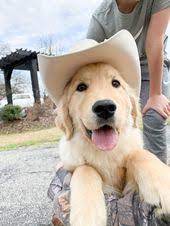 Country Puppy Cute Animal Photos Baby Farm Animals Cute Little Animals