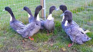 A silver drake and a black duck, a black drake and a silver duck and a pair of blues. Blue Swedish British Waterfowl Association