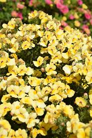 Image result for Nemesia