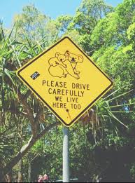 Pin By Enola On Animals Australia Queensland Australia Coast Australia
