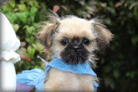 Beautiful family raised shih tzu puppies for sale. Teacup Imperial Gorgeous Gold Shih Tzu Puppy Updated For Sale In Virginia Beach Virginia Classified Americanlisted Com