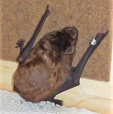 Fledermaus Nicht Hangen Lassen