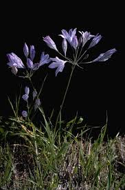 Image result for Polysphaeria lanceolata