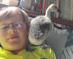 Lots of baby ducks! Cayuga, khaki Campbell and rouen. Some blue Swedish. PM  me! We also have lots of hatching eggs. African geese, variety of ducks,  variety of chickens, and jumbo coturnix/celadon