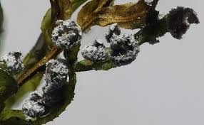 Image result for Melanospermum