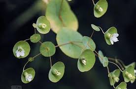 Image result for Canscora alata