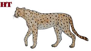 Drawing tutorials of easy cheetah. How To Draw A Cheetah Step By Step