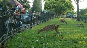 Taman rusa kemang pratama kota bks, jawa barat : Wisata Taman Kemang Pratama Bekasi Rental Mobil Mewah Jakarta
