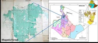 Image result for Monothecium glandulosum