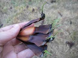 Check spelling or type a new query. Foraging Monkey Puzzle Nuts Urban Huntress