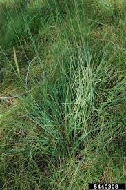 Image result for Ctenium