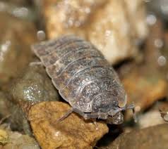 Damage caused by pests can also affect the economy, considering how dangerous by feeding rats the poisoned meat you will surely get rid of them. Pill Bug Facts For Kids Pill Bug Information For Kids