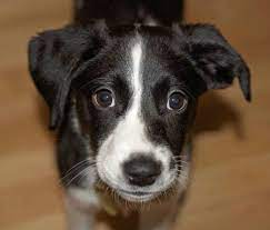 Pin On Awee Cute Animals