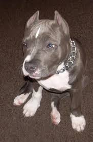 Check spelling or type a new query. Ear Cropp Pitbulls Go Pitbull Dog Forums Pitbull Dog Dog Forum Pitbull Ears