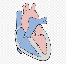 1992 acura integra ls 2dr driver kick panel fuse chart floor 1990 1991. Fileheart Circulation Diagram Heart Diagram Simple Png Clipart 4957603 Pinclipart