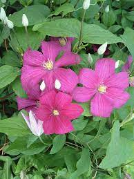 Check spelling or type a new query. Clematis Remembrance 3 Litre Pot Raspberry Pink Flowers
