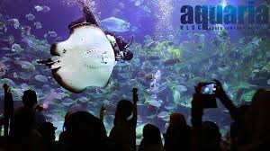 Enjoy your day at aquaria klcc kuala lumpur with your family to experience the nature of ocean life. Aquaria Klcc Tickets Price 2021 Online Discounts Promo