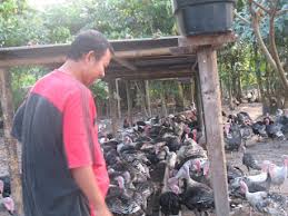 Tidak hanya bergerak di bidang peternakan, namun widodo makmur perkasa group juga berkembang ke sektor properti, pertanian maupun bidang makanan. Ayam Piru