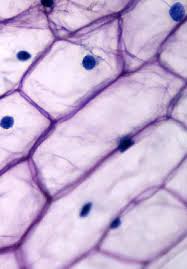 The cell is defined as the fundamental, functional unit of life. Current Frontiers And Perspectives In Cell Biology Intechopen