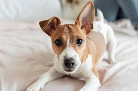 Normally dog hiccups are harmless • sometimes, there can be reverse hiccups in dogs that can be confused with the normal hiccups in puppies. Is It Normal For Dog Twitching Like Hiccups