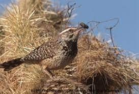 Cactus Wren Fact Sheet