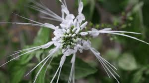 Image result for Glossostelma spathulatum