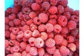 How To Plant Raspberry Plants From Seeds Ehow Raspberry Plants Growing Raspberries Raspberry Seeds
