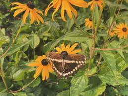 Had a great day yesterday at Maine Botanical Gardens! Fairy gardens,  butterflies, flowers, frogs, trolls, time with @matt.hencken