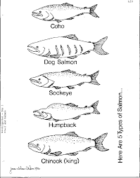 Printable coloring pages for kids of all ages. Salmon Drawing For Kids