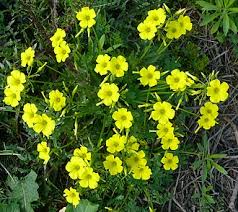 Image result for Oxalis semiloba