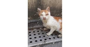 Ozel Yarali Kedi 112 Merkezine Sigindi Istanbul