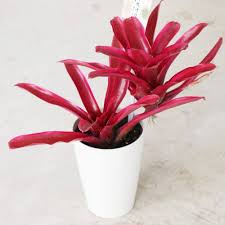 Amazon｜ネオレゲリア・ファイヤーボール  3.5号鉢【品種で選べる観葉植物・熱帯植物1個売り】光沢がある鮮やかな赤紫色をした葉が特徴の品種です。ランナーを伸ばして生長し、ボリュームのある株姿になります。【※時期や日照状況によって、葉が緑などに変色する場合が  ...