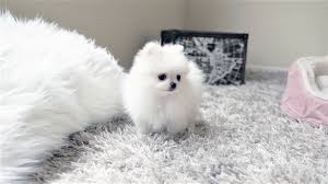 Las vegas nevada pets and animals 6,500 $ Snow White The Micro Teacup Pomeranian 4 5 0 0 4 000 Top Dog Puppies
