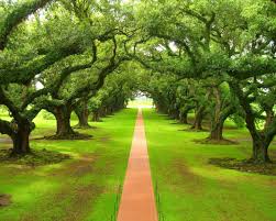 Download and use 2,000+ plantation stock photos for free. Green Wallpaper Green Trees Tree Tunnel Green Nature Beautiful Nature