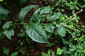 Image result for Petiveria