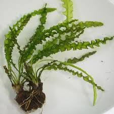 Image result for Aponogeton rehmannii