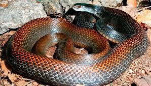 Twelfth Deadliest Snake In The World Papuan Taipan Found In Australia A Herpetologist Was Killed Capturing And Milki Snake Venomous Animals Poisonous Snakes