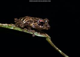 Mr. Rungsun Klinkaeo Thailand World | Flickr