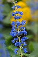 Image result for Coleus thyrsoideus