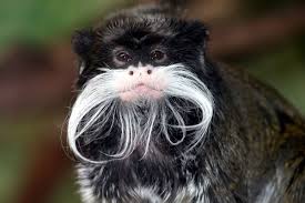 Emperor Tamarin Wikipedia He stepped out onto the field during a september 2019 game. emperor tamarin wikipedia
