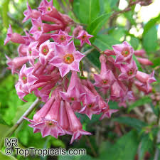 Image result for Cestrum