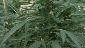 Marijuana jobs: your next career?