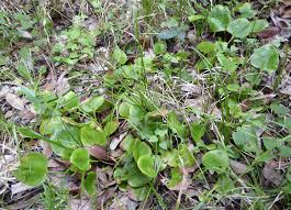 Image result for Ischaemum amethystinum
