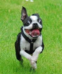 Our bostons are first and formost beloved family members. Boston Terrier Smiling Boston Terrier Funny Boston Terrier Dog Boston Terrier