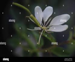 Image result for Cleome aculeata