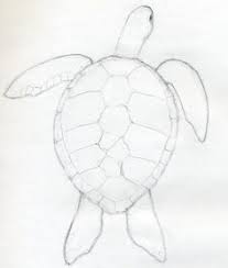By A Weak Pencil Line Draw The Outline Of Scutes Those Are Large Scale Like Structures On Top Of The Tu Turtle Drawing Easy Animal Drawings Animal Drawings